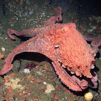 A peach-colored octopus