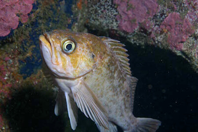 Kelp rocksfish