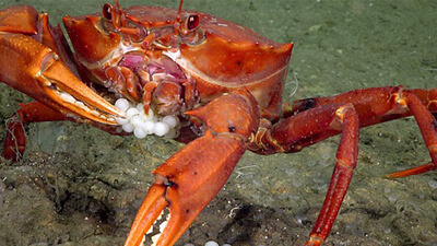 chaceon crab