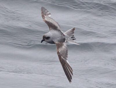 Fork-tailed storm-petrels