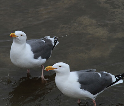 Two western gulls standing in shallow water