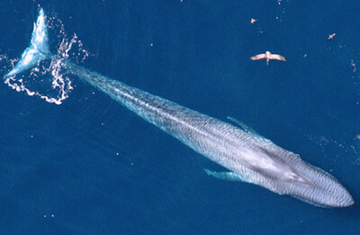 An aerial photo of a blue whale