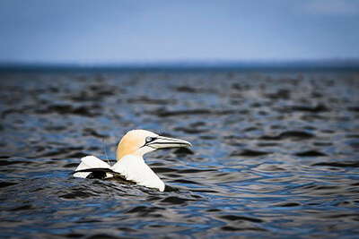 A northern gannet floats on the water