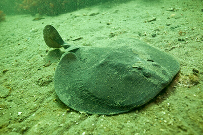 A pacific electric ray