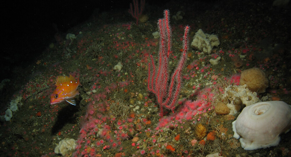 Small orange fish swims near corals