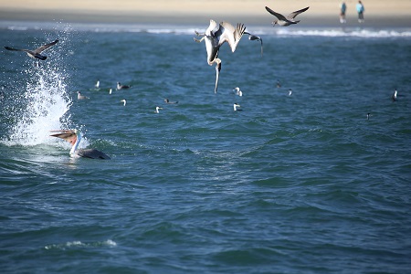 Brown pelicans patrol the coast