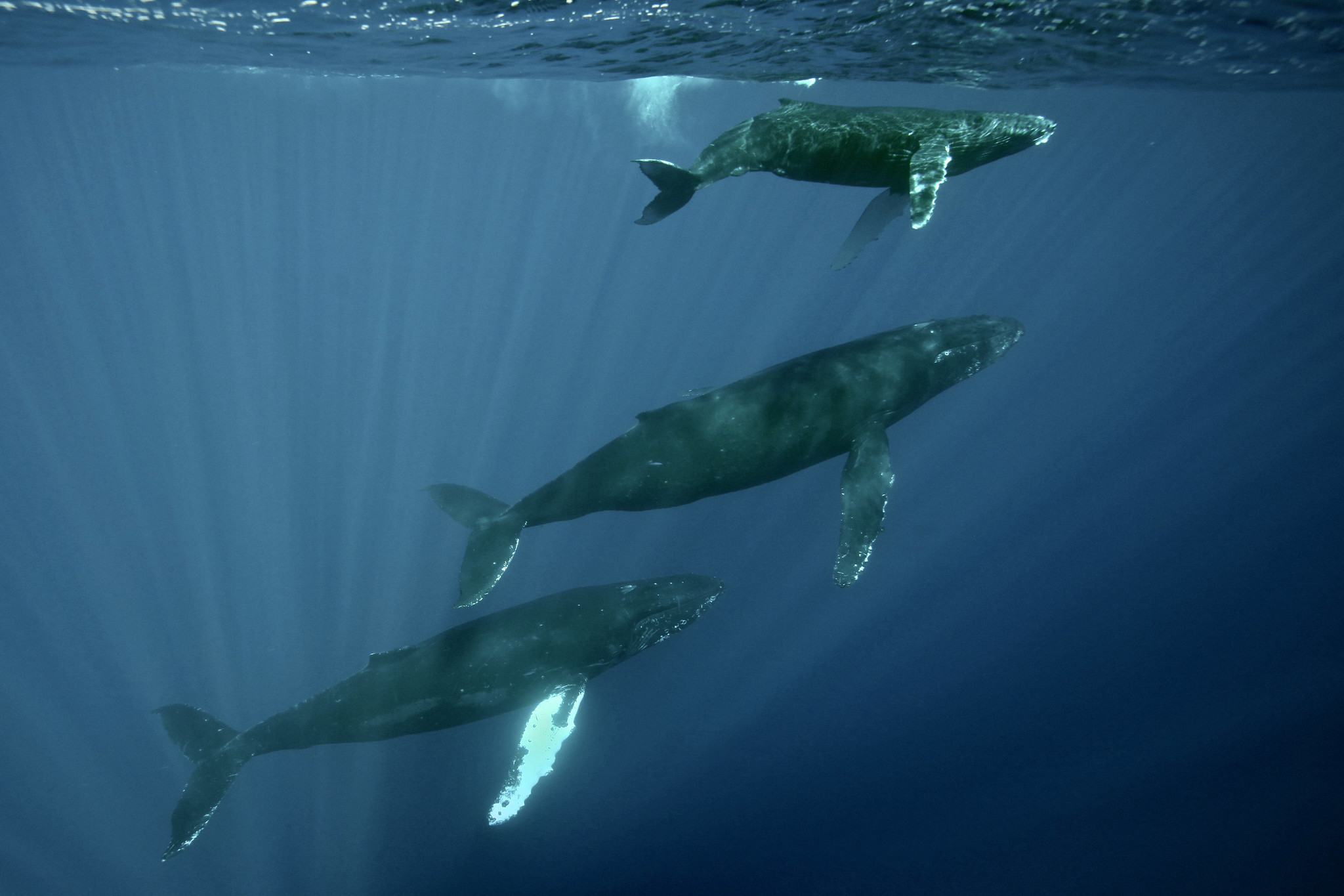 Three humpback whales