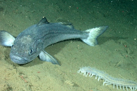 Sablefish in deep ocean