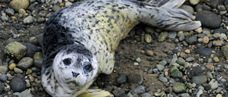 Harbor seal pups