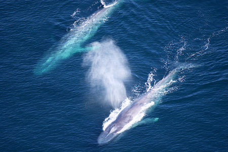 Two big blue whales swimming