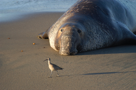 Northern elephant seal laying down