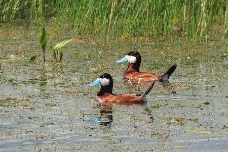 Floating ruddy ducks