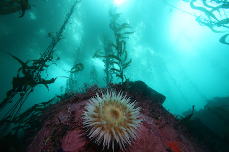 Pacific anemone exulting in the sunlit waters