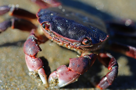 Purple shore crabs