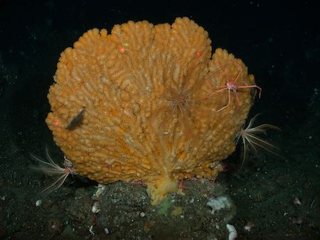 Gorgonian corals