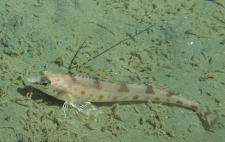Longspine combfish