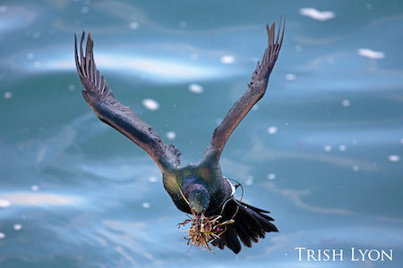 Pelagic cormorants flying