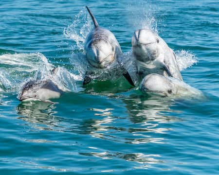 Rissos Dolphins
