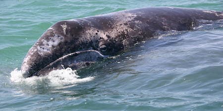 Westernnp Sakhalin Gray Whale