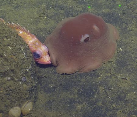 Flapjack octopus
