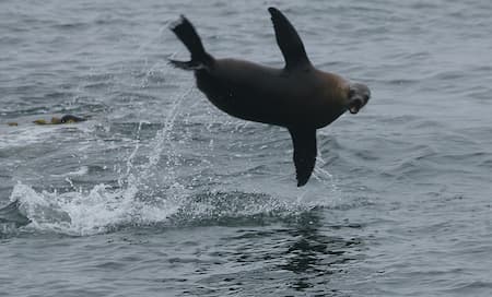 California sea lion jumping out of the water