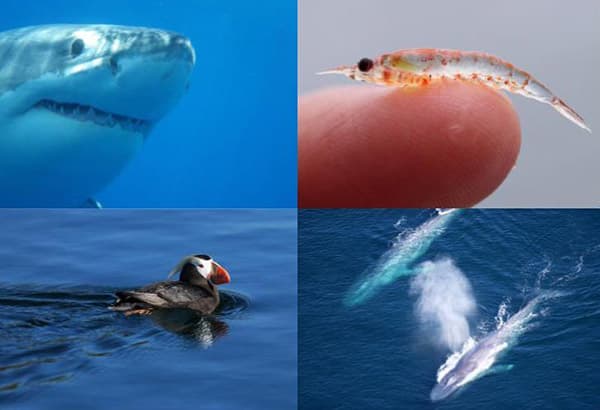 shark, shrimp, puffins and whales