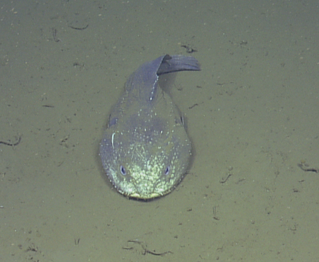 The Blob Sculpin, it lives off the continental shelves in very