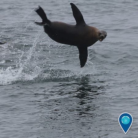 Beachgoers warned to keep distance from fighting sea lions