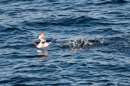 Cheap Spinner Leg Duck Bait Vivid Appearance Vibrant Color Fishing Lure  Duckling Floating Plopping Splashing