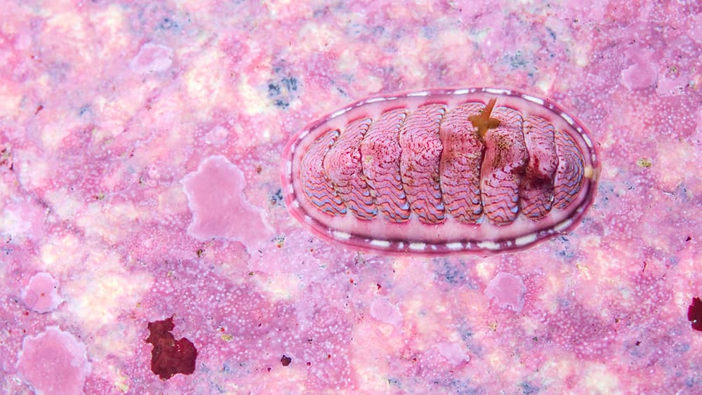 close up view of a chiton