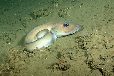  Enjoying A Bottom-dwelling Deep-sea Fish Anatomy Water