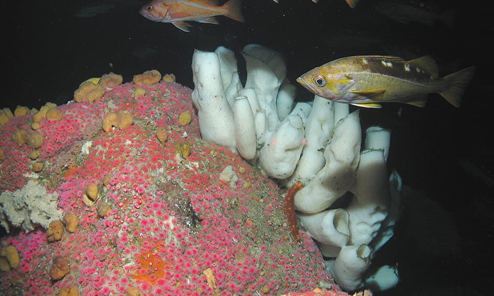 white sponges sticking up with pink anemone covered rock and rockfish
