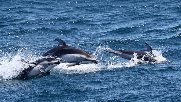 3 Pacific white sided dolphins jumping out of the water dark on top, light on the bottom