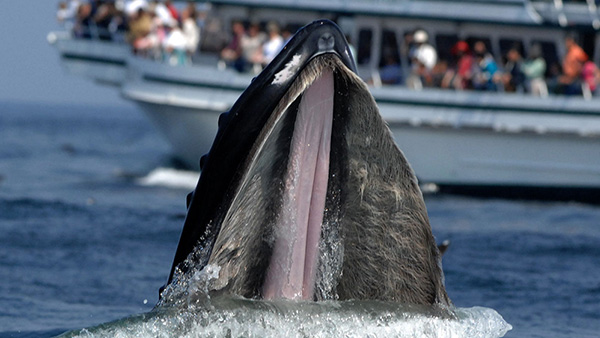 a large whale with its mouth open showing its string like baleen and a boat with lots of people on it looking at whales in the background
