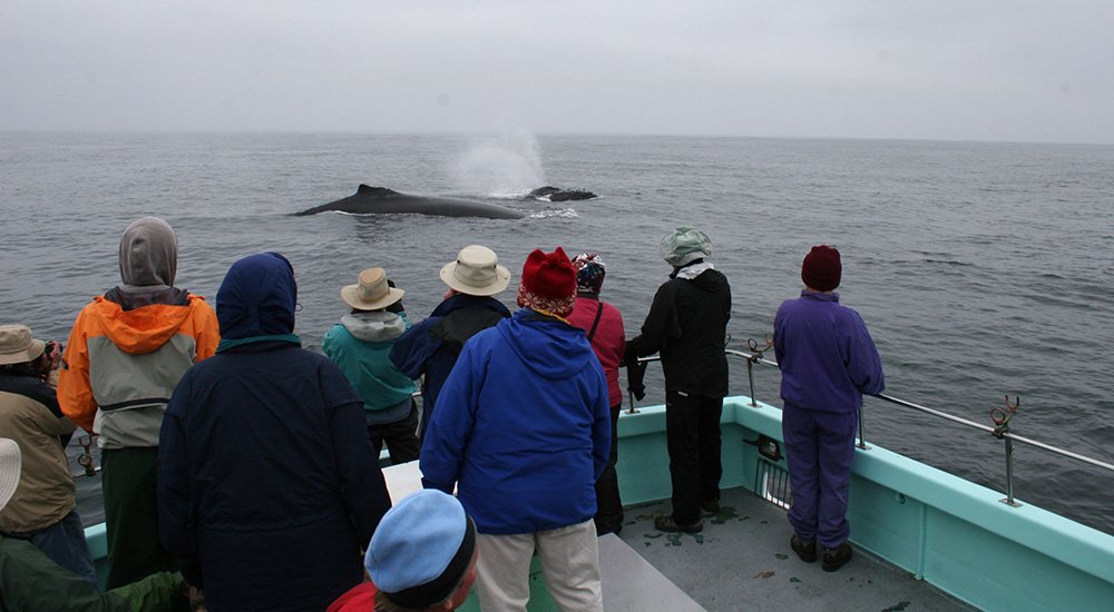 People watching humpback whales off a boat