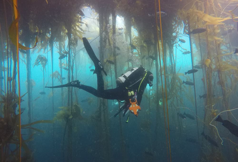 a diver swims through a bull kelp forest underwater