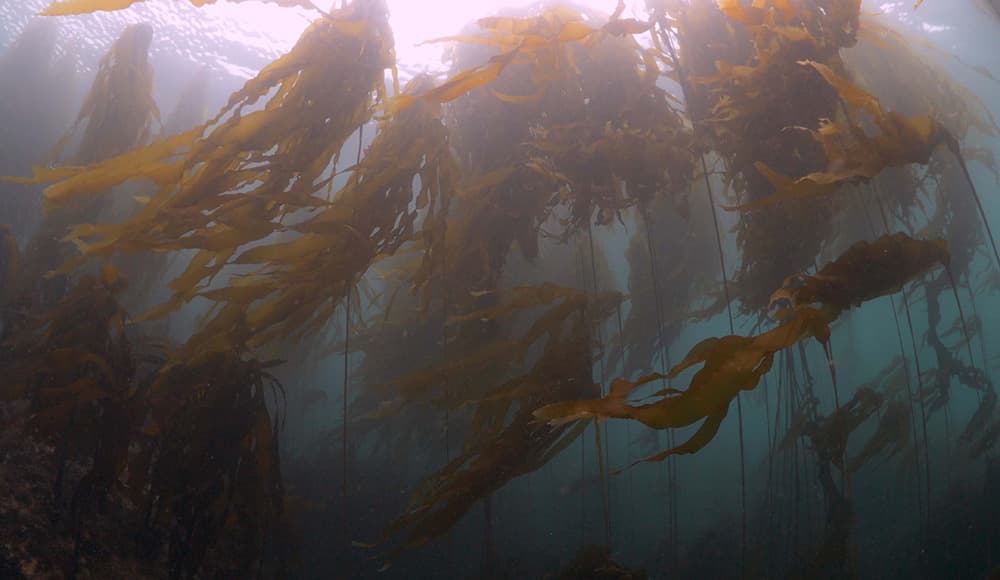 green and brown bull kelp blades reach towards the surface underwater