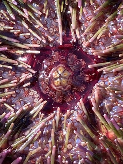 the bottom side of a purple urchin showing tentacles and spines and the 5 plates of the mouth