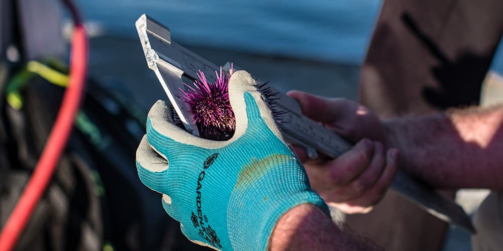 an instrument measures a purple urchin that someone is holding