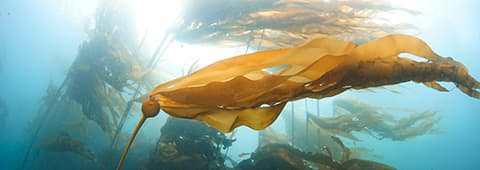 bull kelp drifts its blades in the current underwater, with the background showing a bull kelp forest in blue green water
