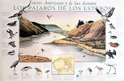 different types of shorebirds and a painted illustration of an estero
