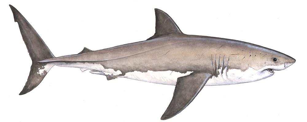 illustration of a white shark with its heading pointing to the right