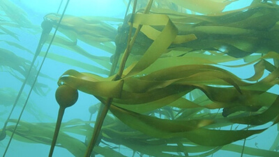 the blades of several kelp stands underwater