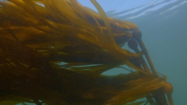 brown kelp blades drift in the current underwater