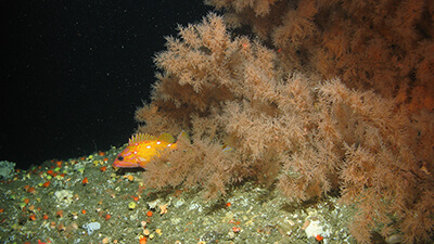 a orange rockfish on rock in front of black coral