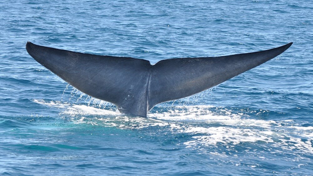 blue whale fluke with ocean in background