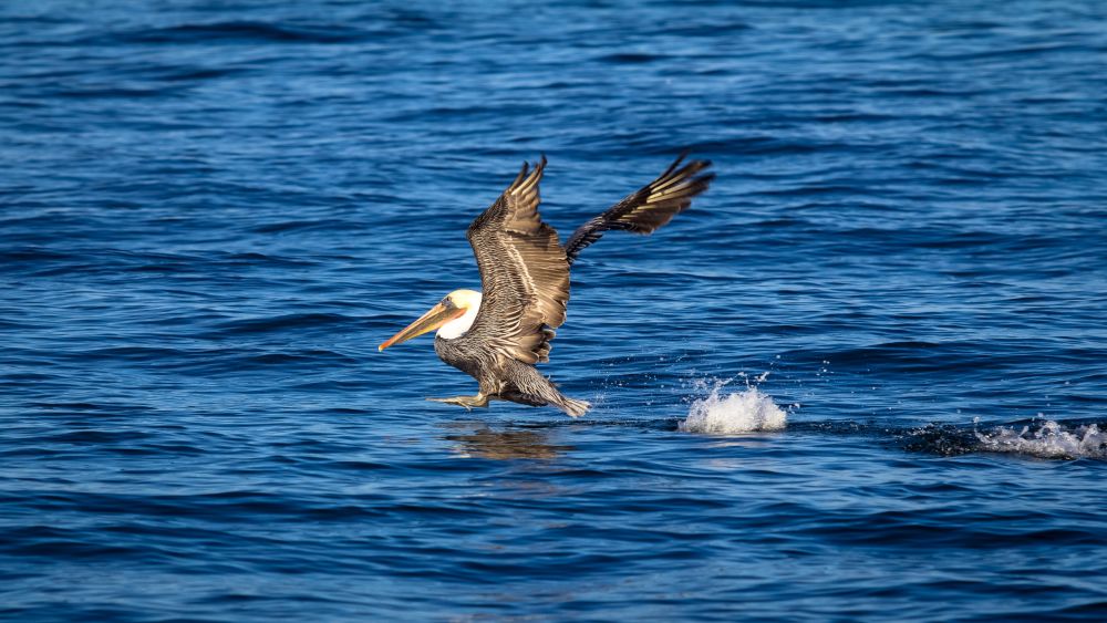 a brown pelican flying above surface of the blue ocean