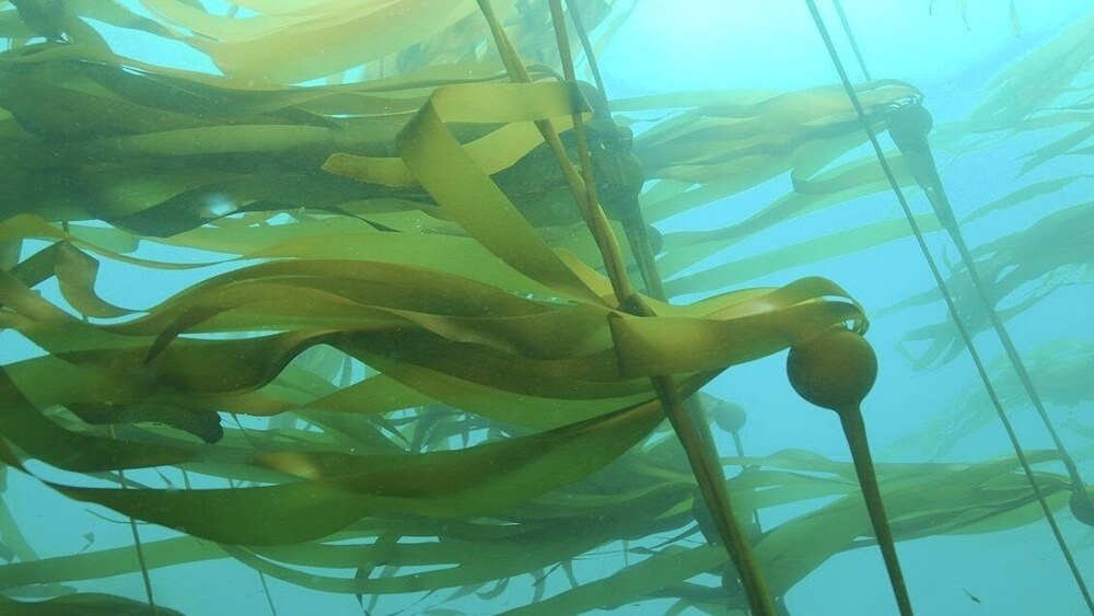 bull kelp blades in the current underwater with light blue shallow water behind