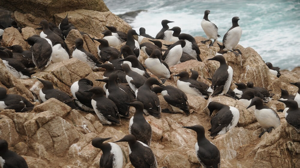 Common Murres on edges of rocks