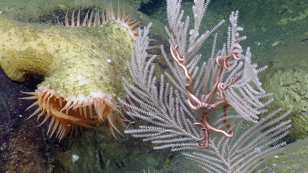 a fly trap anemone and primnoid deep- sea coral with a brittle star on it